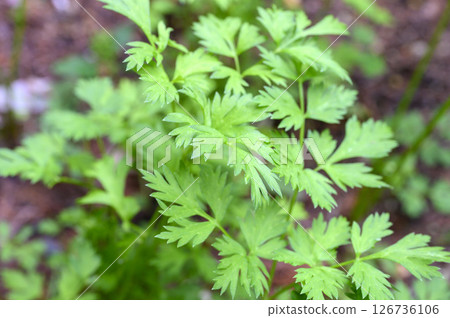 Cnidium szechuanum, Cnidium szechuanum, medicinal herb, medicinal plant 126736106