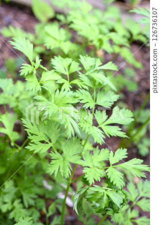 蛇床子、川芎、藥草、藥用植物 126736107