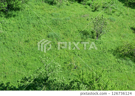 陡坡綠地，新綠的田園山，花桃村，東秩父村 126736124