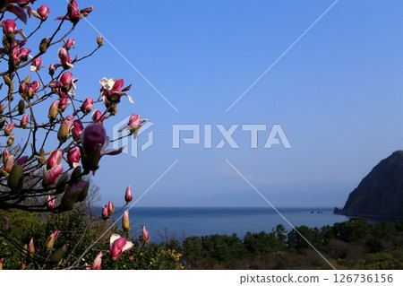 Ida's Magnolias and the Sea Ida's Magnolias and the Sea 126736156