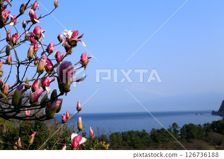 Ida's Magnolias and the Sea Ida's Magnolias and the Sea 126736188