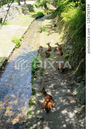 宮島的一條小溪里，鹿兒在納涼 126736334
