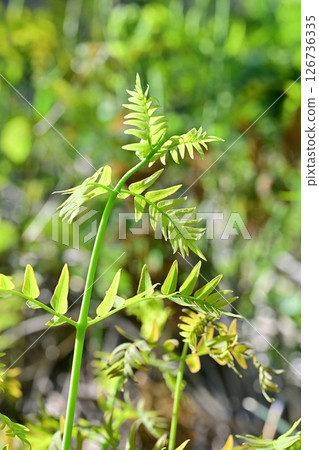 New shoots of fern, Flowering peach village, Higashichichibu village New shoots of fern, Flowering peach village, Higashichichibu village 126736335