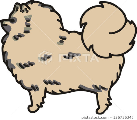 從側面看一隻可愛的博美犬（狼貂）的插圖 126736345