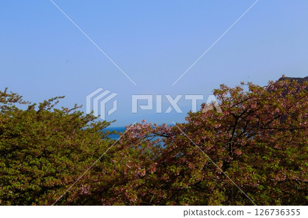 Cherry blossoms and the sea in Ida 126736355