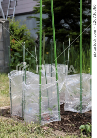 家庭菜園,用保護性塑膠覆蓋蔬菜幼苗 家庭菜園,用保護性塑膠覆蓋蔬菜幼苗 126736360