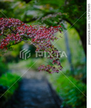 Path with autumn leaves Path with autumn leaves 126736385