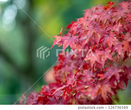 秋天的樹葉 秋天的樹葉 126736389