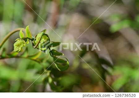 Fringe - Fresh greenery in the countryside, peach blossom village, Higashichichibu Village 126736520