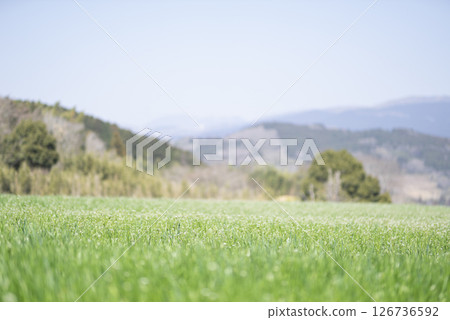 Spring steppe Spring steppe 126736592