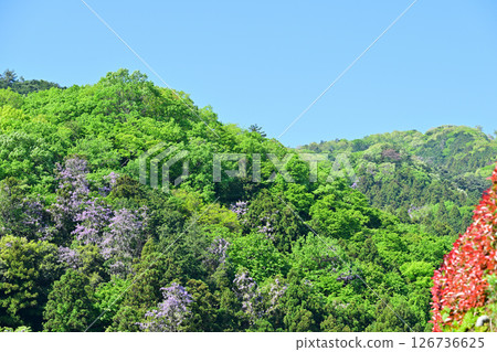 Satoyama scenery: The season of fresh greenery and wisteria flowers in bloom, Hanamomo no Sato, Higashichichibu Village 126736625