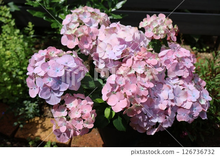 繡球花拉格朗日極光 126736732