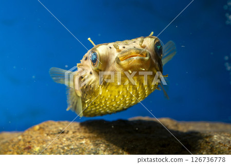 Halocenbon puffer Halocenbon puffer 126736778