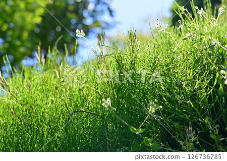 清新綠色風景微距鏡頭攝影花桃之鄉東秩父村 清新綠色風景微距鏡頭攝影花桃之鄉東秩父村 126736785