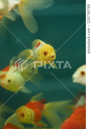 Colorful goldfish swimming in an aquarium 126736788
