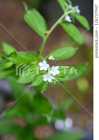 紫根，藥草，藥用植物 126737047