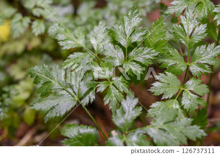 黃連、黃連、Oren、藥草、藥用植物 黃連、黃連、Oren、藥草、藥用植物 126737311