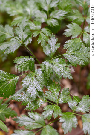 Coptis, Coptis, Oren, Medicinal herb, Medicinal plant 126737313
