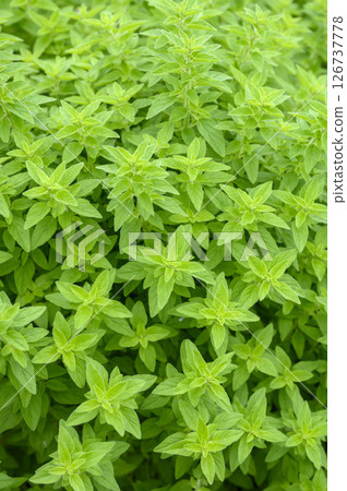 Oregano in the herb garden in early summer Oregano in the herb garden in early summer 126737778