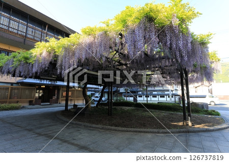 A large wisteria in front of the entrance of Sasaya Hotel in Togura Kamiyamada Onsen 126737819