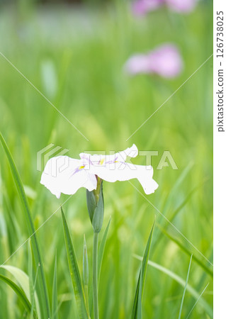 White irises White irises 126738025