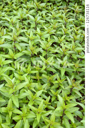 Peppermint in the herb garden in early summer Peppermint in the herb garden in early summer 126738116
