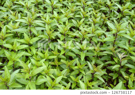初夏藥草園裡的薄荷 初夏藥草園裡的薄荷 126738117