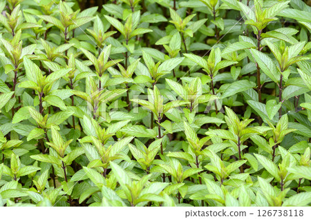 初夏藥草園裡的薄荷 126738118