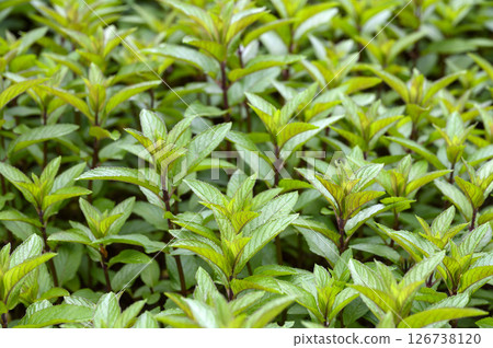 初夏藥草園裡的薄荷 初夏藥草園裡的薄荷 126738120