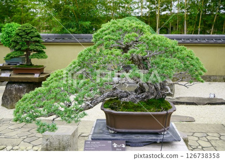 7919 Bonsai Goyomatsu BONSAI 126738358