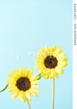 Sunflowers and light blue background Sunflowers and light blue background 126738438