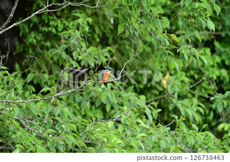 Kingfisher 126738463