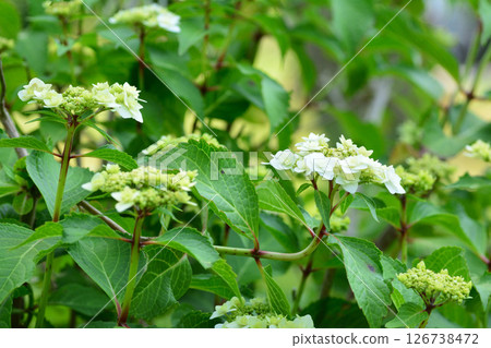 Hydrangea 126738472