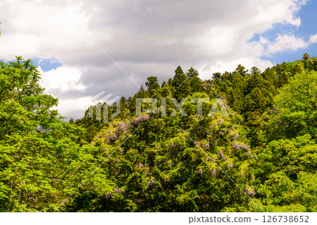 Aikawa forest landscape photography Aikawa forest landscape photography 126738652