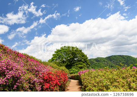 Azalea in full bloom in a park Azalea in full bloom in a park 126738696