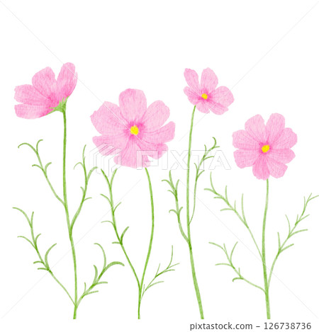 Cosmos flower watercolor autumn illustration Cosmos flower watercolor autumn illustration 126738736