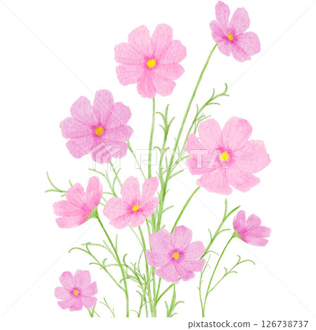 波斯菊水彩秋季插畫 126738737