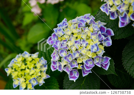 hydrangea hydrangea 126738738