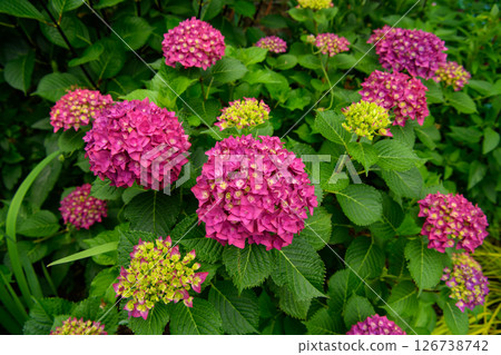  hydrangea 126738742