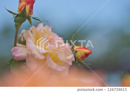 粉紅色的玫瑰花 126739015