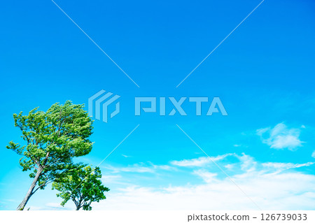 藍天,白雲和樹林 藍天,白雲和樹林 126739033