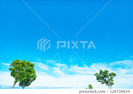Blue sky, clouds and grove Blue sky, clouds and grove 126739034