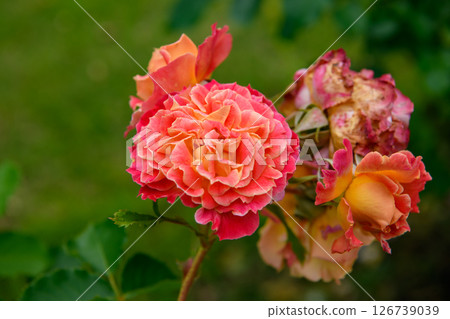 Rose of orange 126739039