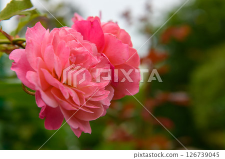Rose of pink color 126739045
