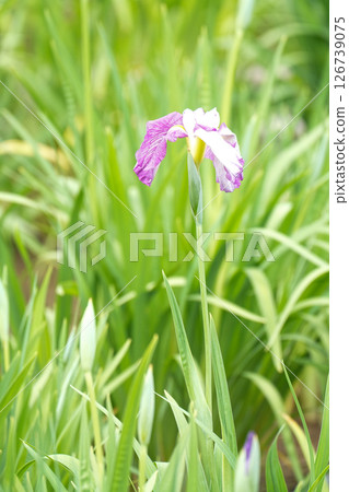 紫色花Shobu 126739075