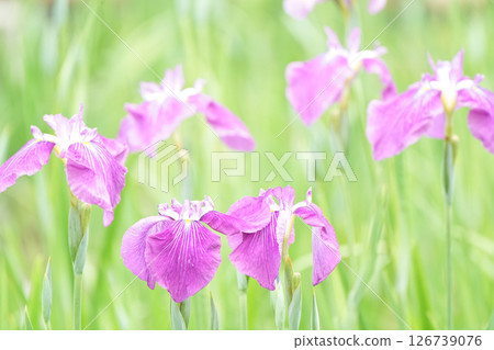 Purple iris Purple iris 126739076