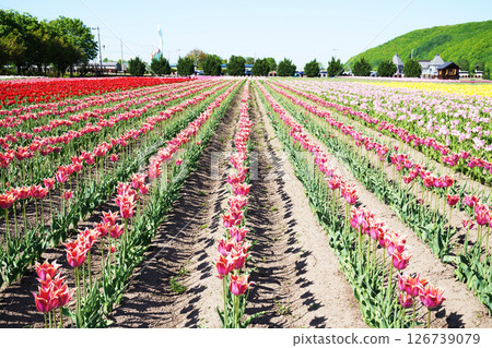 Kamiyubetsu Tulip Park, Hokkaido Kamiyubetsu Tulip Park, Hokkaido 126739079