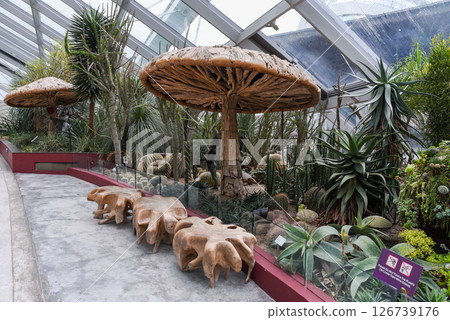 Singapore, Singapore - 4 April 2025: Desert-themed indoor area inside the Flower Dome featuring large wooden mushrooms and exotic cactus plants. Singapore, Singapore - 4 April 2025: Desert-themed indoor area inside the Flower Dome featuring large wooden mushrooms and exotic cactus plants. 126739176