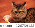 Striped cat frightened takes away ears 126739188
