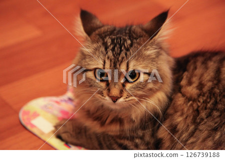 Striped cat frightened takes away ears Striped cat frightened takes away ears 126739188